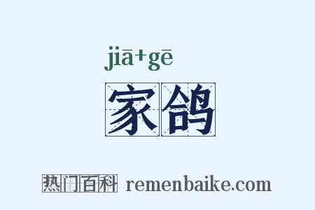 家鸽是什么意思的图片